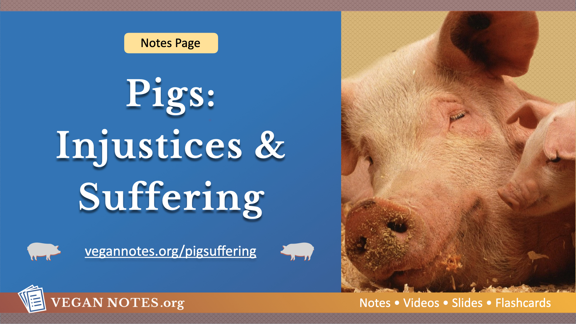 Pigs: Injustices and Suffering